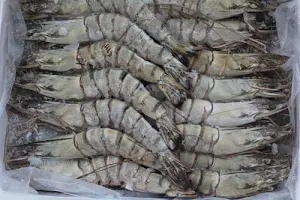 SPI Frozen Whole Raw Black Tiger King Prawns (Head-on with shell) 16/20 800g