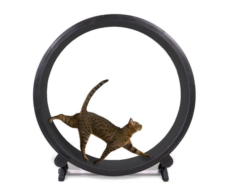 Cat Exercise Wheel - 6th Generation - Petpet-Park