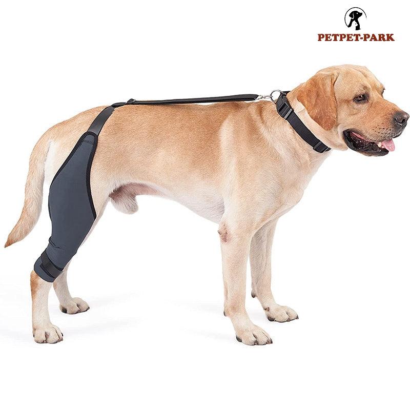 Dog knee brace shop for torn meniscus