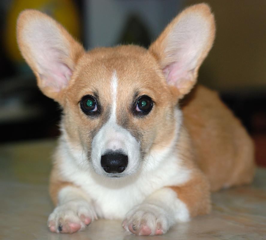 Personalized photo heart sequin t-shirts for men and women