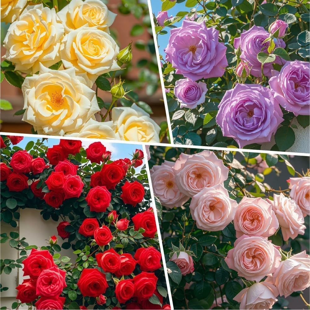 Multicoloured Rose Seeds 