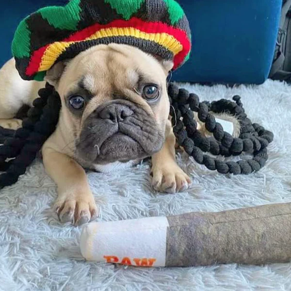 Custom Paw anesthesia cigarette