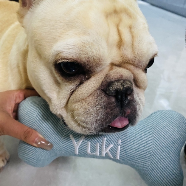 Personalized durable small dog bone head toy