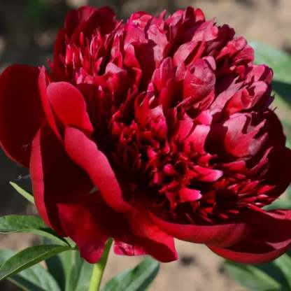 🔥🌺THE QUEEN OF FLOWERS—DOUBLE PETALED PIANI