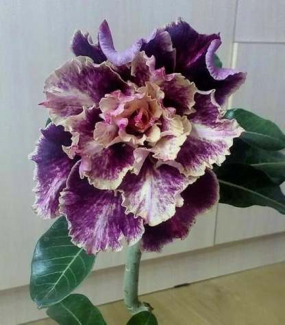 🌵🌹 Dive into Desert Beauty: Desert Rose Seeds for Your Tranquil Haven!-Various Colors🌱Long Flowering Period 🏜️🌺