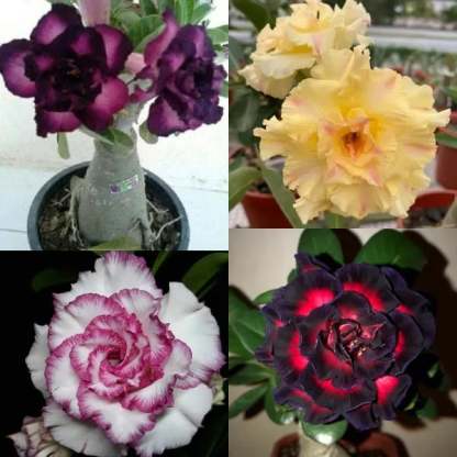 🌵🌹 Dive into Desert Beauty: Desert Rose Seeds for Your Tranquil Haven!-Various Colors🌱Long Flowering Period 🏜️🌺