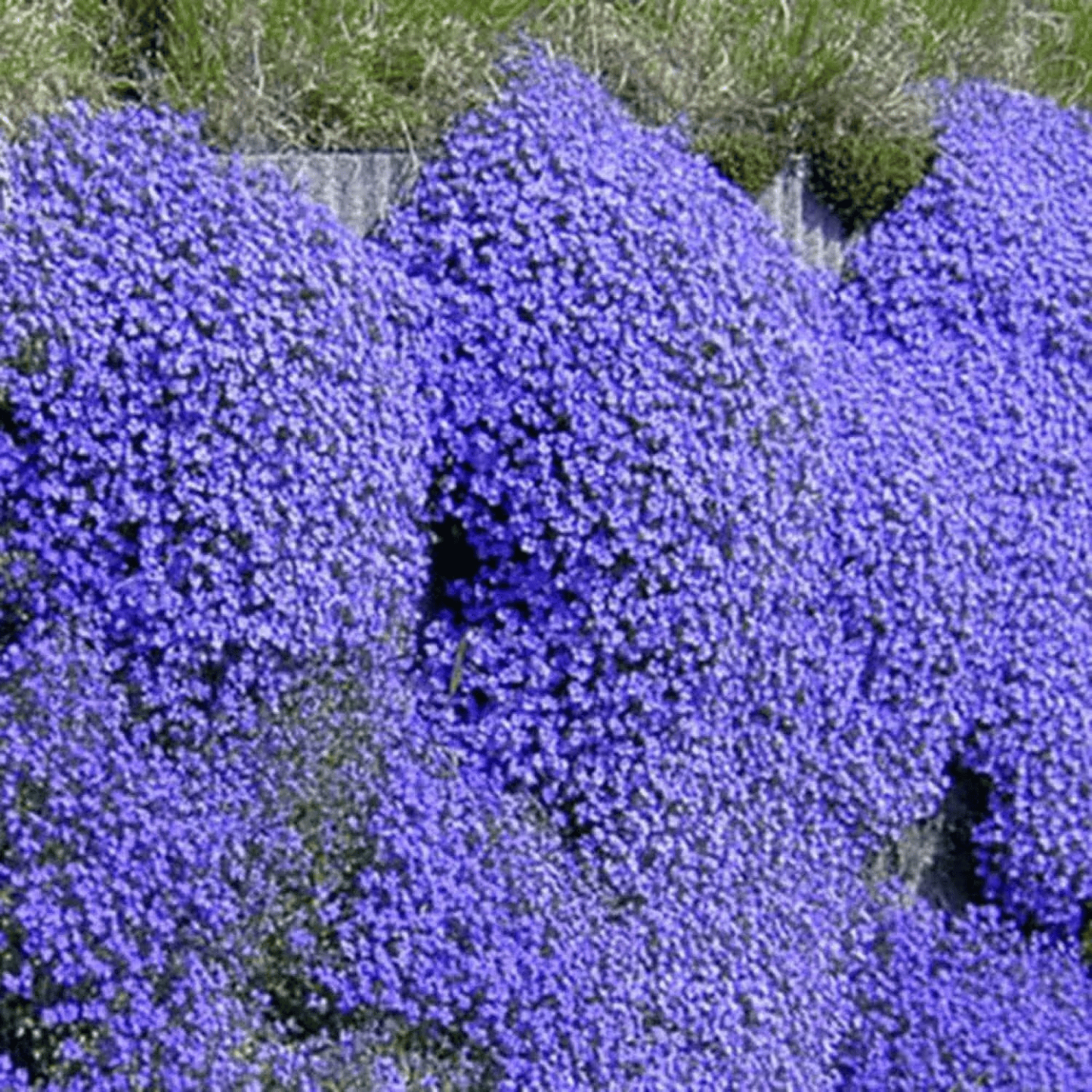 📣Optimal Ground Cover✨Creeping Thyme Seeds
