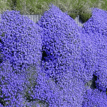 📣Optimal Ground Cover✨Creeping Thyme Seeds