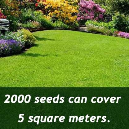 🔥⏰Last Day 70%OFF - 🌱 Evergreen dwarf grass seed for four seasons🌾 | Create your perfect lawn here🌼