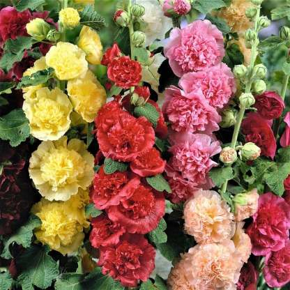 💐Double-flowered Hollyhock Seeds