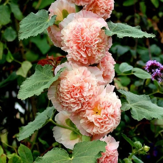 💐Double-flowered Hollyhock Seeds