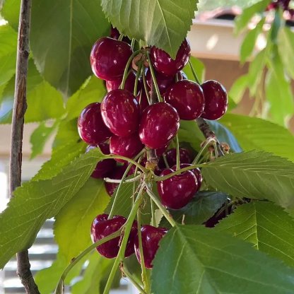 🍒Rainier Cherry Fruit Seeds