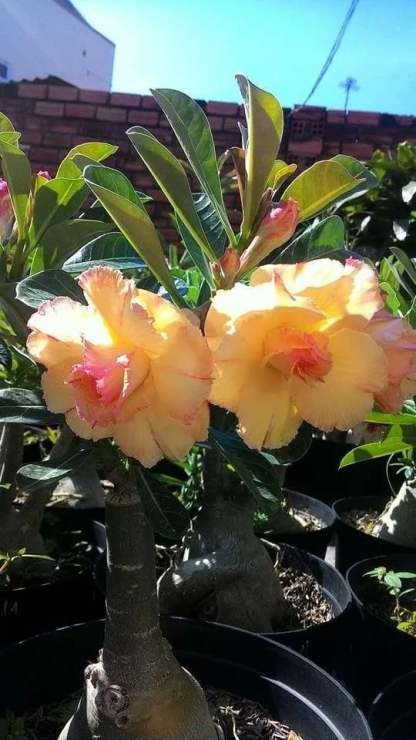 🌵🌹 Dive into Desert Beauty: Desert Rose Seeds for Your Tranquil Haven!-Various Colors🌱Long Flowering Period 🏜️🌺