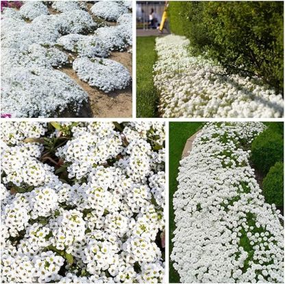 📣Optimal Ground Cover✨Creeping Thyme Seeds