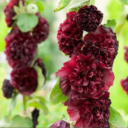 💐Double-flowered Hollyhock Seeds