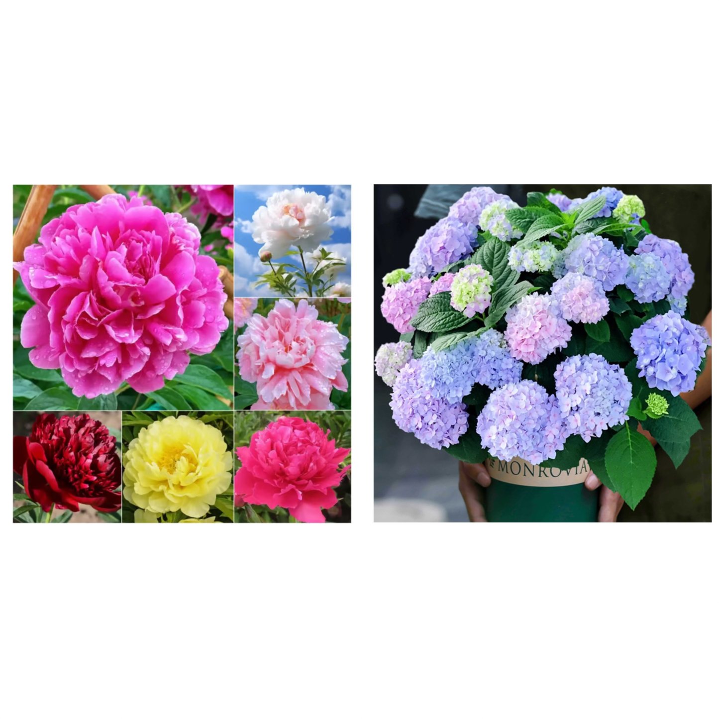 🔥🌺THE QUEEN OF FLOWERS—DOUBLE PETALED PIANI
