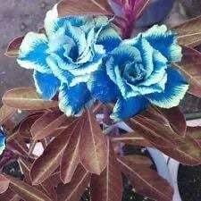 🌵🌹 Dive into Desert Beauty: Desert Rose Seeds for Your Tranquil Haven!-Various Colors🌱Long Flowering Period 🏜️🌺