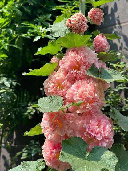 💐Double-flowered Hollyhock Seeds