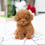 🔥REALISTIC TEDDY DOG LUCKY - $29.80 ONLY LAST 2 DAYS🔥