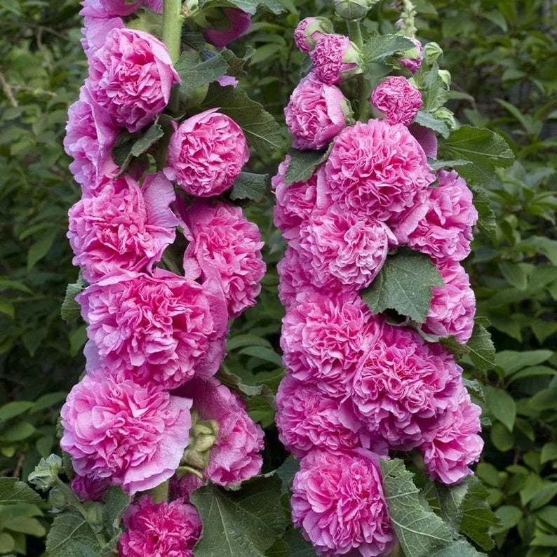 💐Double-flowered Hollyhock Seeds
