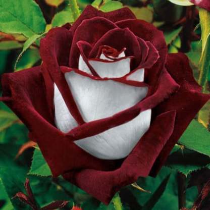 🔥RARE BLACK RED ROSE FLOWER SEEDS