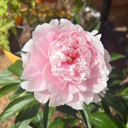 🔥🌺THE QUEEN OF FLOWERS—DOUBLE PETALED PIANI