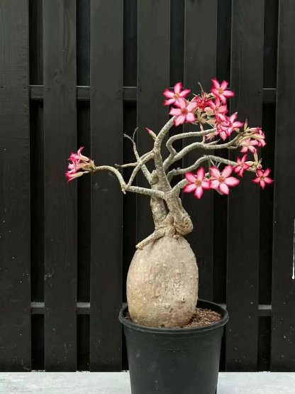 🌵🌹 Dive into Desert Beauty: Desert Rose Seeds for Your Tranquil Haven!-Various Colors🌱Long Flowering Period 🏜️🌺