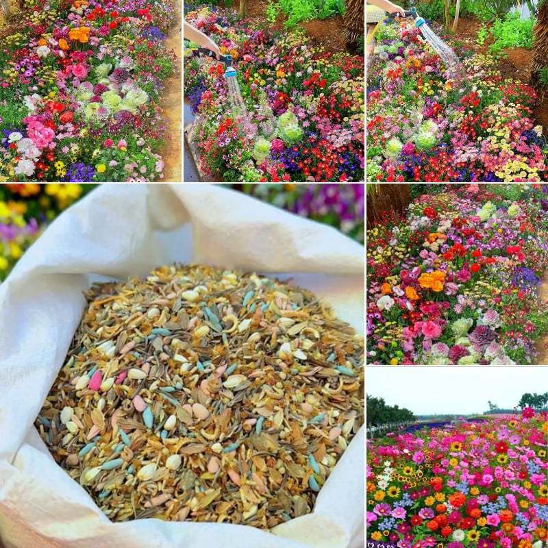 🔥Last day clearance💝Mixed Perennial Flowers Seeds-Over 60 kinds mixed