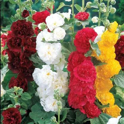 💐Double-flowered Hollyhock Seeds