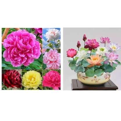 🔥🌺THE QUEEN OF FLOWERS—DOUBLE PETALED PIANI