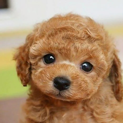 🔥REALISTIC TEDDY DOG LUCKY - $29.80 ONLY LAST 2 DAYS🔥