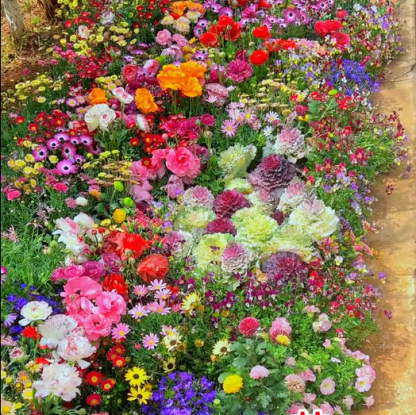 🔥Last day clearance💝Mixed Perennial Flowers Seeds-Over 60 kinds mixed