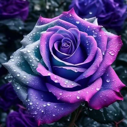 🔥RARE BLACK RED ROSE FLOWER SEEDS