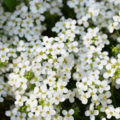 📣Optimal Ground Cover✨Creeping Thyme Seeds
