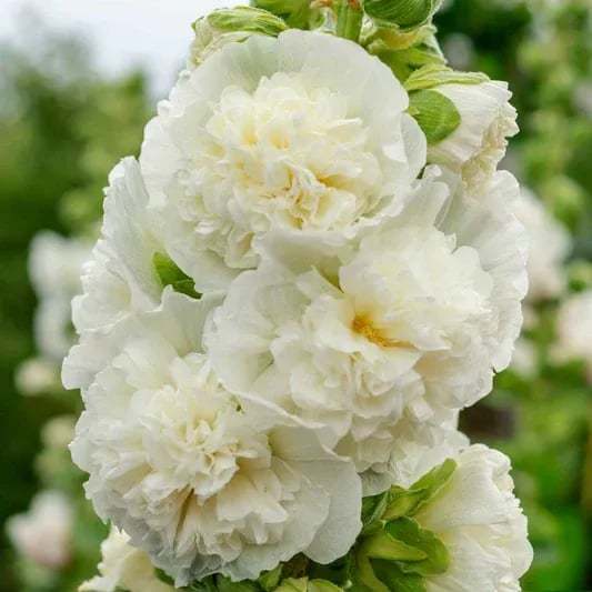💐Double-flowered Hollyhock Seeds