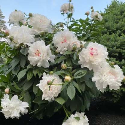 🔥🌺THE QUEEN OF FLOWERS—DOUBLE PETALED PIANI