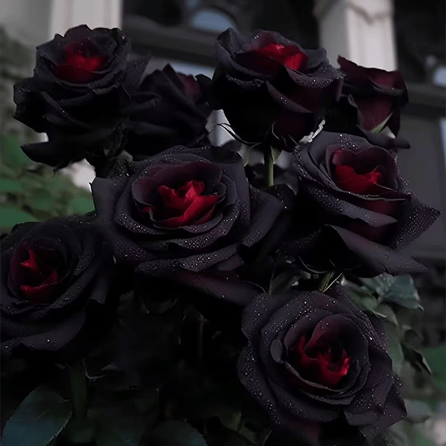 🔥RARE BLACK RED ROSE FLOWER SEEDS