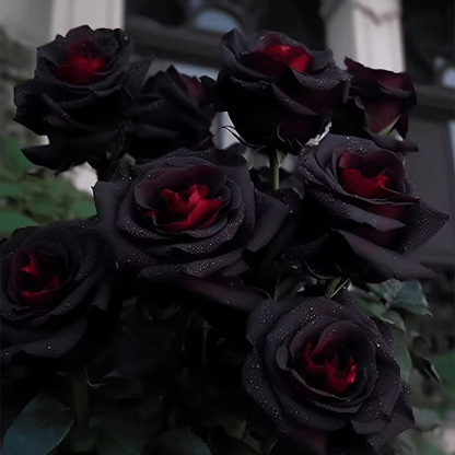 🔥RARE BLACK RED ROSE FLOWER SEEDS