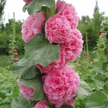 💐Double-flowered Hollyhock Seeds