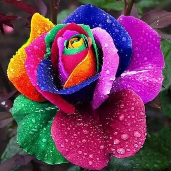 🔥RARE BLACK RED ROSE FLOWER SEEDS