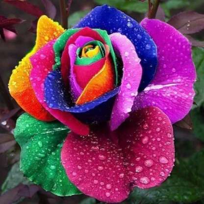 🔥RARE BLACK RED ROSE FLOWER SEEDS
