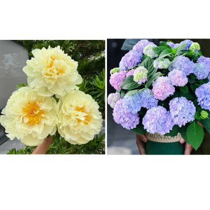 🔥🌺THE QUEEN OF FLOWERS—DOUBLE PETALED PIANI