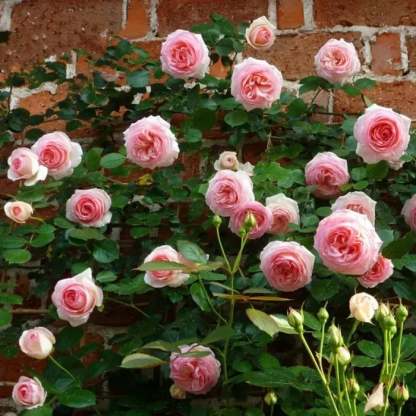 🌺Climbing Rose Seeds | Free Fertilizer--Supplement nitrogen, phosphorus and potassium