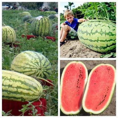 🔥Last day clearance🍉Lazy Man's Watermelon Seeds