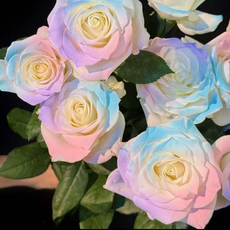 🔥RARE BLACK RED ROSE FLOWER SEEDS