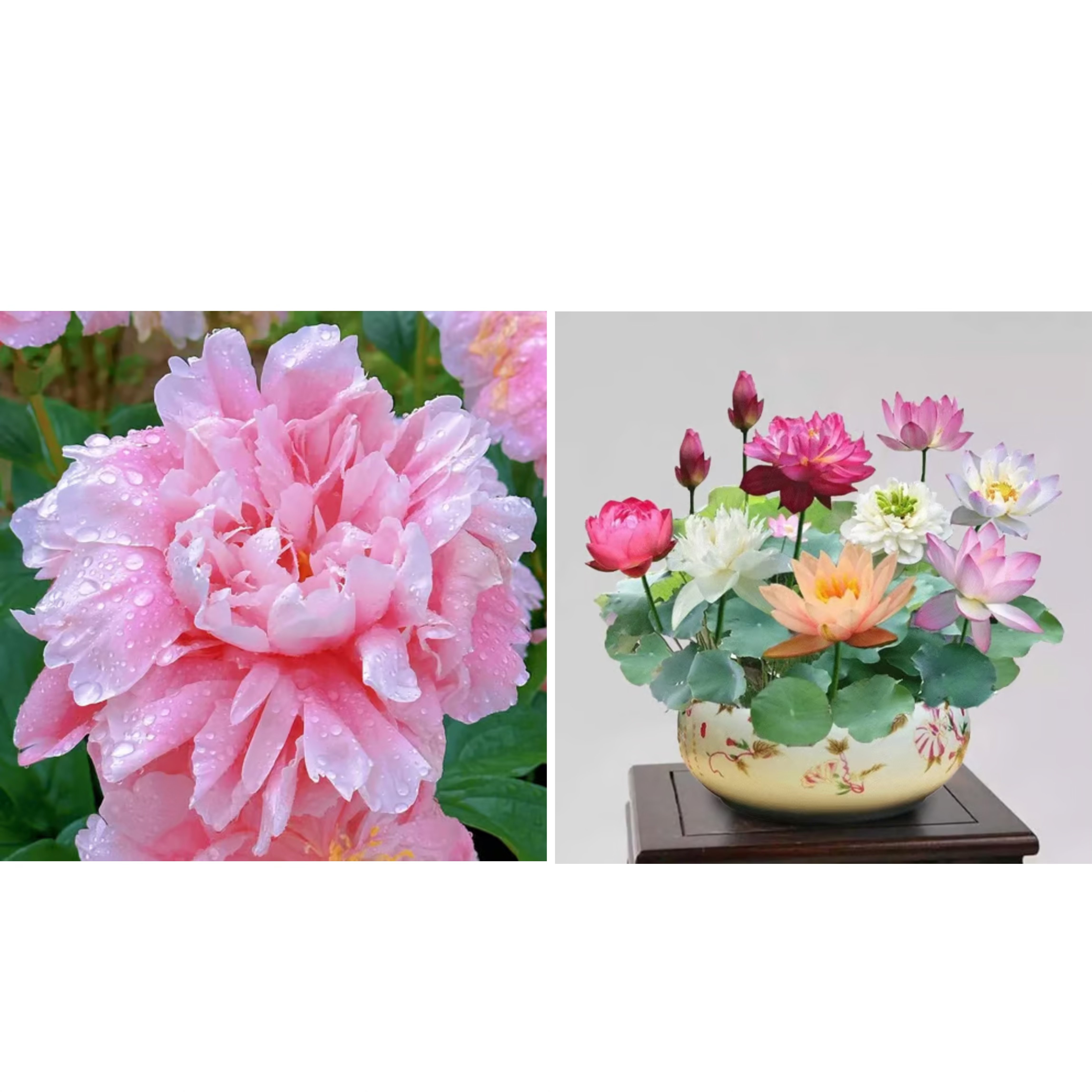 🔥🌺THE QUEEN OF FLOWERS—DOUBLE PETALED PIANI