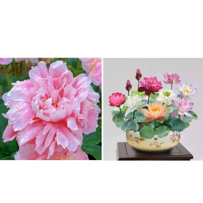 🔥🌺THE QUEEN OF FLOWERS—DOUBLE PETALED PIANI