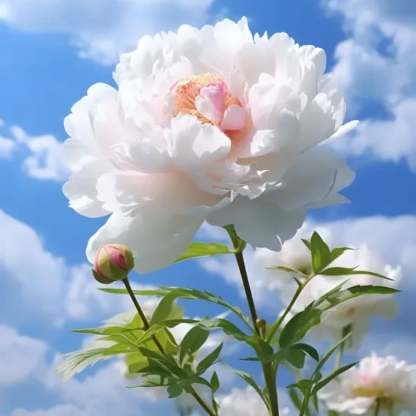 🔥🌺THE QUEEN OF FLOWERS—DOUBLE PETALED PIANI