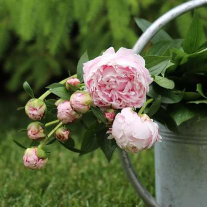 🔥🌺THE QUEEN OF FLOWERS—DOUBLE PETALED PIANI
