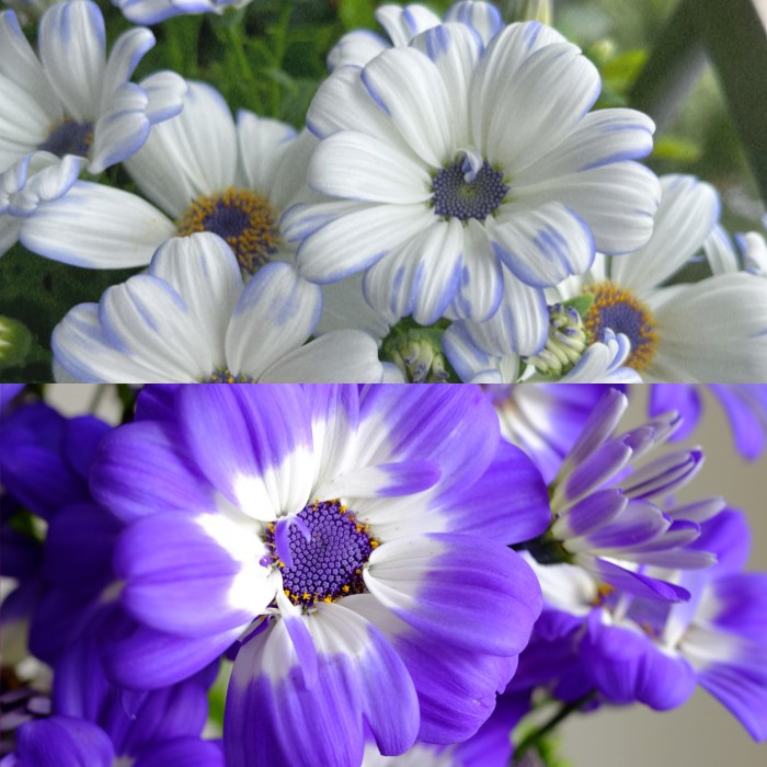 Twin-Blossom Blue Over Yellow Sunflower Seeds